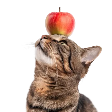 a cat with an apple on its head