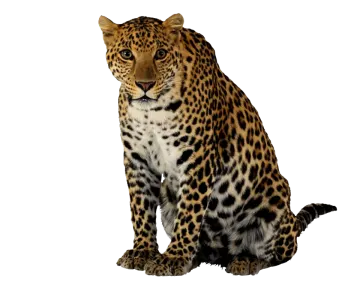a leopard is sitting down and looking at the camera