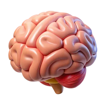 a model of the human brain
