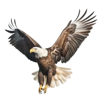 an eagle is flying in the air