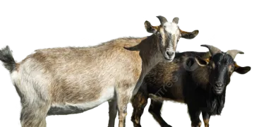 two goats standing next to each other one