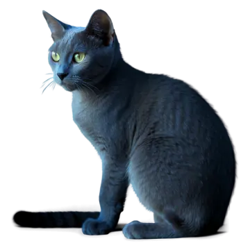 a black cat sitting on a white surface