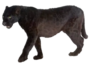 a black panther walking across a white background