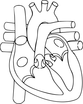 a drawing of the human heart