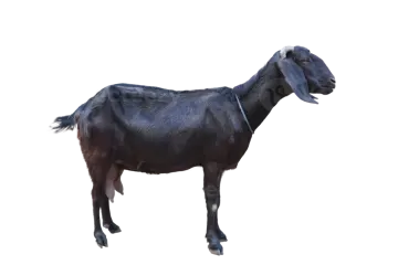 a black goat standing on a white background