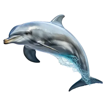 a dolphin jumping out of the water