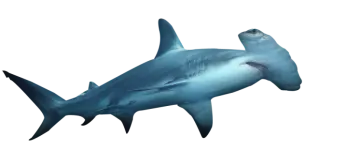 an image of a shark with its mouth open