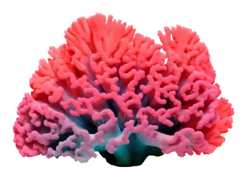 a pink coral on a white background