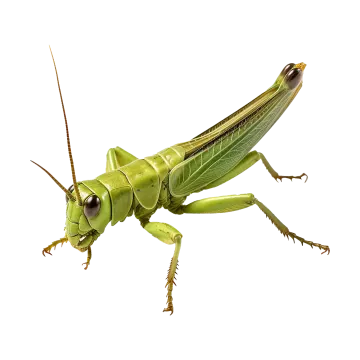 a close up of a grasshopper insect