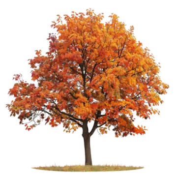 a tree with orange leaves on it
