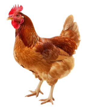 a brown and white chicken with a red comb