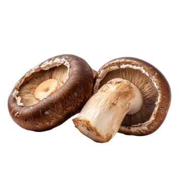 two brown mushrooms on a white background