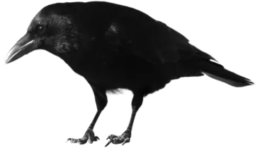 a black bird sitting on top of a white surface