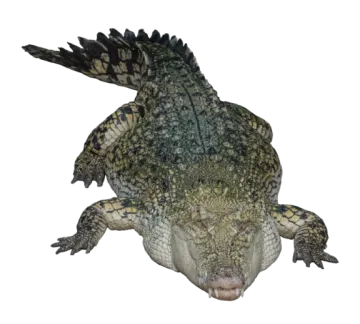 the head of a crocodile