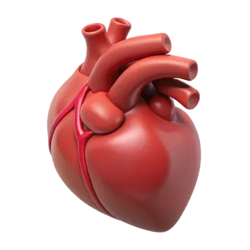 an image of the human heart