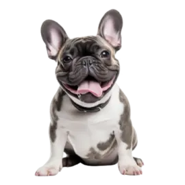 a small dog sitting down with its tongue out
