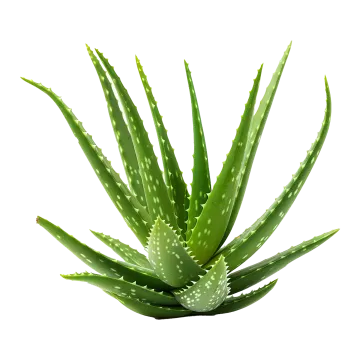 a close up of a green plant on a white background