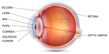 the structure of the human eye