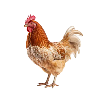 a brown and white chicken on a white background