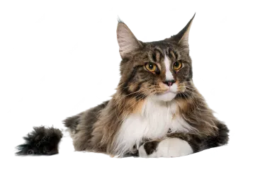a cat is laying down on the floor