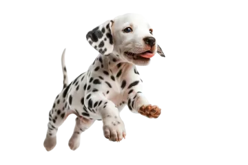 a puppy is jumping up in the air