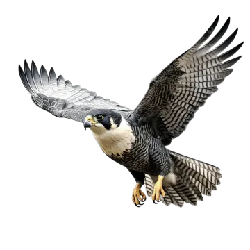 a bird flying in the air with its wings spread