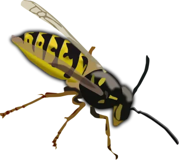 a yellow and black insect