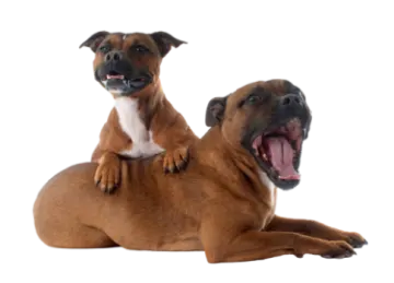 two dogs sitting on top of each other dogs