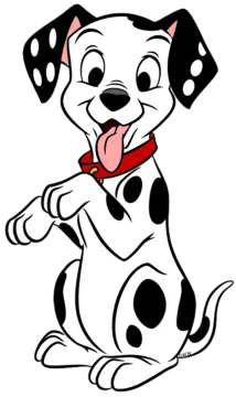 a black and white dog with a red collar