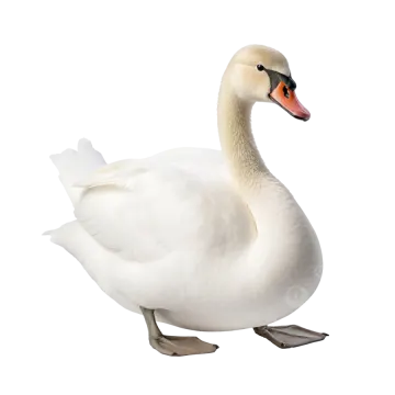 a white swan standing on its hinds