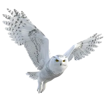 a white bird flying in the air