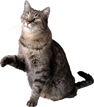 a gray cat sitting on its hinds