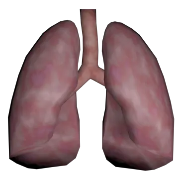 an image of the lungs
