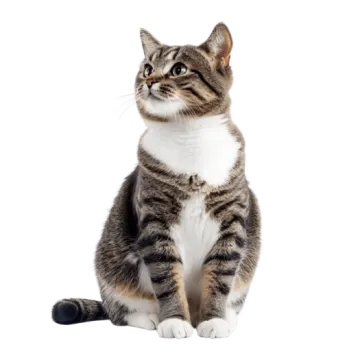 a cat sitting on the floor looking up