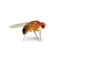 a bee on a white background