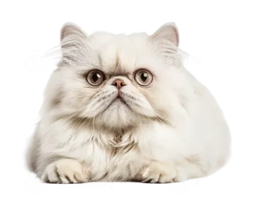 a white persian cat looking up at the camera