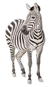 a zebra standing up against a white background