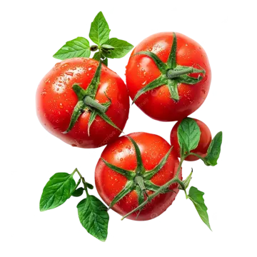 three tomatoes with green leaves on white background
