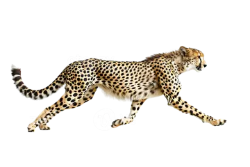 a che spotted che hypocoles cheensis running in front of a white background