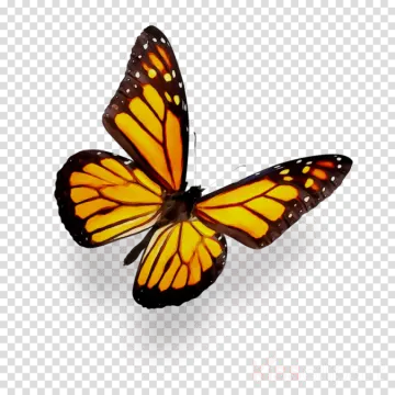 a monarch butterfly on a transparent background