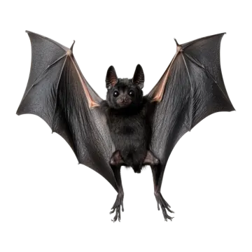 a bat on a white background