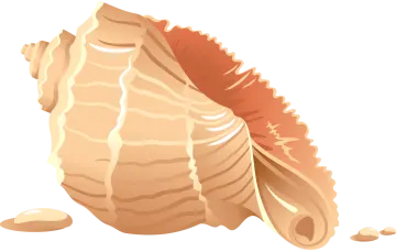 a piece of bread on a white background