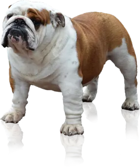 an english bulldog standing on a white surface
