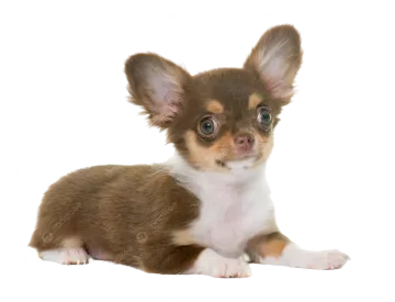 a small brown and white dog laying down