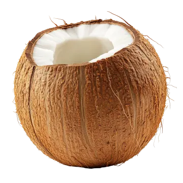 a whole coconut on a white background