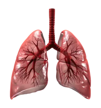 a diagram of the lungs