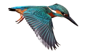 a bird that is flying in the air