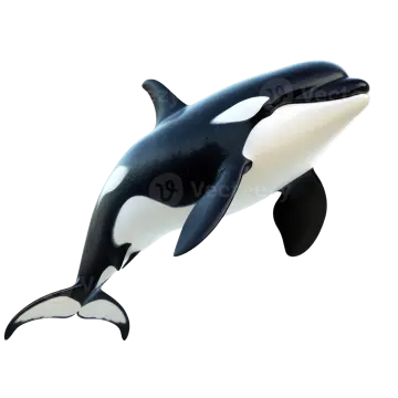 an orca jumping in the air on a white background