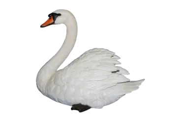 a large white swan
