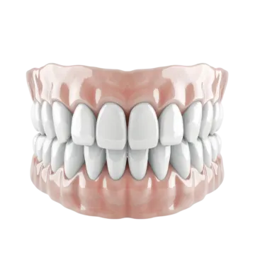 a close up view of the front teeth
